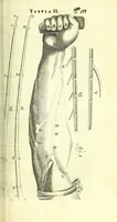 An illustration from Anatome, ex omnium veterum recentiorumque observationibus imprimis Institutionibus b. m. parentis Ca (1686)