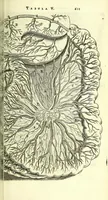An illustration from Anatome, ex omnium veterum recentiorumque observationibus imprimis Institutionibus b. m. parentis Ca (1686)
