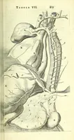 An illustration from Anatome, ex omnium veterum recentiorumque observationibus imprimis Institutionibus b. m. parentis Ca (1686)