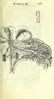 An illustration from Anatome, ex omnium veterum recentiorumque observationibus imprimis Institutionibus b. m. parentis Ca (1686)