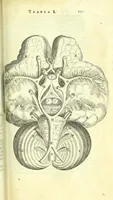 An illustration from Anatome, ex omnium veterum recentiorumque observationibus imprimis Institutionibus b. m. parentis Ca (1686)