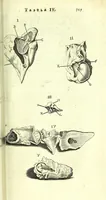 An illustration from Anatome, ex omnium veterum recentiorumque observationibus imprimis Institutionibus b. m. parentis Ca (1686)