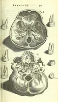 An illustration from Anatome, ex omnium veterum recentiorumque observationibus imprimis Institutionibus b. m. parentis Ca (1686)