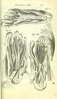 An illustration from Anatome, ex omnium veterum recentiorumque observationibus imprimis Institutionibus b. m. parentis Ca (1686)