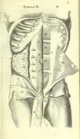 An illustration from Anatome, ex omnium veterum recentiorumque observationibus imprimis Institutionibus b. m. parentis Ca (1686)