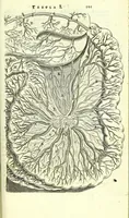 An illustration from Anatome, ex omnium veterum recentiorumque observationibus imprimis Institutionibus b. m. parentis Ca (1686)