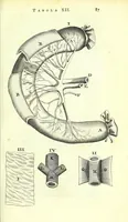 An illustration from Anatome ex omnium veterum recentiorumque observationibus imprimis Institutionibus b. m. parentis Cas (1673)
