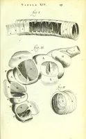 An illustration from Anatome ex omnium veterum recentiorumque observationibus imprimis Institutionibus b. m. parentis Cas (1673)