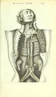 An illustration from Anatome ex omnium veterum recentiorumque observationibus imprimis Institutionibus b. m. parentis Cas (1673)