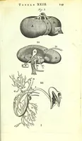 An illustration from Anatome ex omnium veterum recentiorumque observationibus imprimis Institutionibus b. m. parentis Cas (1673)