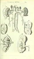 An illustration from Anatome ex omnium veterum recentiorumque observationibus imprimis Institutionibus b. m. parentis Cas (1673)