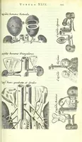 An illustration from Anatome ex omnium veterum recentiorumque observationibus imprimis Institutionibus b. m. parentis Cas (1673)