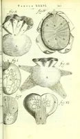 An illustration from Anatome ex omnium veterum recentiorumque observationibus imprimis Institutionibus b. m. parentis Cas (1673)
