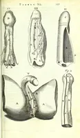 An illustration from Anatome ex omnium veterum recentiorumque observationibus imprimis Institutionibus b. m. parentis Cas (1673)