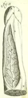 An illustration from Anatome ex omnium veterum recentiorumque observationibus imprimis Institutionibus b. m. parentis Cas (1673)