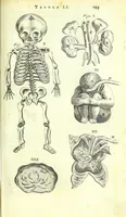 An illustration from Anatome ex omnium veterum recentiorumque observationibus imprimis Institutionibus b. m. parentis Cas (1673)
