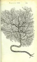An illustration from Anatome ex omnium veterum recentiorumque observationibus imprimis Institutionibus b. m. parentis Cas (1673)