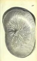 An illustration from Anatome ex omnium veterum recentiorumque observationibus imprimis Institutionibus b. m. parentis Cas (1673)