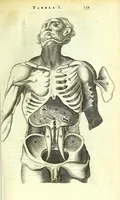 An illustration from Anatome ex omnium veterum recentiorumque observationibus imprimis Institutionibus b. m. parentis Cas (1673)