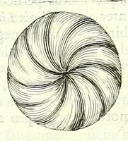 Picture 21 of 43 from Anatome ex omnium veterum recentiorumque observationibus imprimis Institutionibus b. m. parentis Cas (1673), leaf 409