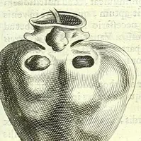 An illustration from Anatome ex omnium veterum recentiorumque observationibus imprimis Institutionibus b. m. parentis Cas (1673)