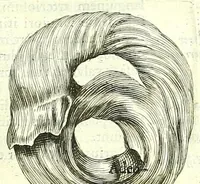 An illustration from Anatome ex omnium veterum recentiorumque observationibus imprimis Institutionibus b. m. parentis Cas (1673)