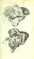 An illustration from Anatome ex omnium veterum recentiorumque observationibus imprimis Institutionibus b. m. parentis Cas (1673)