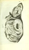 An illustration from Anatome ex omnium veterum recentiorumque observationibus imprimis Institutionibus b. m. parentis Cas (1673)