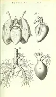 An illustration from Anatome ex omnium veterum recentiorumque observationibus imprimis Institutionibus b. m. parentis Cas (1673)