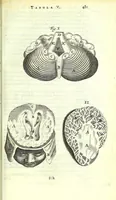 An illustration from Anatome ex omnium veterum recentiorumque observationibus imprimis Institutionibus b. m. parentis Cas (1673)