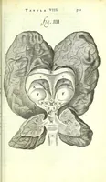 An illustration from Anatome ex omnium veterum recentiorumque observationibus imprimis Institutionibus b. m. parentis Cas (1673)