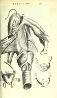 An illustration from Anatome ex omnium veterum recentiorumque observationibus imprimis Institutionibus b. m. parentis Cas (1673)