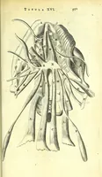 An illustration from Anatome ex omnium veterum recentiorumque observationibus imprimis Institutionibus b. m. parentis Cas (1673)
