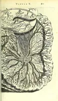 An illustration from Anatome ex omnium veterum recentiorumque observationibus imprimis Institutionibus b. m. parentis Cas (1673)