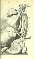 An illustration from Anatome ex omnium veterum recentiorumque observationibus imprimis Institutionibus b. m. parentis Cas (1673)