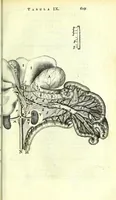An illustration from Anatome ex omnium veterum recentiorumque observationibus imprimis Institutionibus b. m. parentis Cas (1673)
