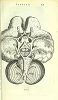 An illustration from Anatome ex omnium veterum recentiorumque observationibus imprimis Institutionibus b. m. parentis Cas (1673)