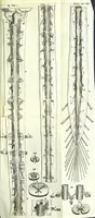 An illustration from Anatome ex omnium veterum recentiorumque observationibus imprimis Institutionibus b. m. parentis Cas (1673)
