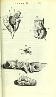 An illustration from Anatome ex omnium veterum recentiorumque observationibus imprimis Institutionibus b. m. parentis Cas (1673)