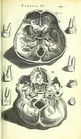 An illustration from Anatome ex omnium veterum recentiorumque observationibus imprimis Institutionibus b. m. parentis Cas (1673)