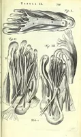 An illustration from Anatome ex omnium veterum recentiorumque observationibus imprimis Institutionibus b. m. parentis Cas (1673)