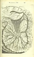 An illustration from Anatome ex omnium veterum recentiorumque observationibus imprimis Institutionibus b. m. parentis Cas (1673)