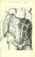 An illustration from Anatome ex omnium veterum recentiorumque observationibus imprimis Institutionibus b. m. parentis Cas (1673)