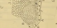 An illustration from Anatome plantarum. Cui subjungjungitur appendix, iteratas & auctas ejusdem authoris de ovo incubato observationes continens. Regiae societati, Londini ad scientan naturalem promovendam institutae, dicata (1675)