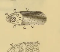 An illustration from Anatome plantarum. Cui subjungjungitur appendix, iteratas & auctas ejusdem authoris de ovo incubato observationes continens. Regiae societati, Londini ad scientan naturalem promovendam institutae, dicata (1675)