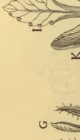 An illustration from Anatome plantarum. Cui subjungjungitur appendix, iteratas & auctas ejusdem authoris de ovo incubato observationes continens. Regiae societati, Londini ad scientan naturalem promovendam institutae, dicata (1675)
