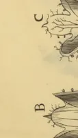 Picture 4 of 21 from Anatome plantarum. Cui subjungjungitur appendix, iteratas & auctas ejusdem authoris de ovo incubato observationes continens. Regiae societati, Londini ad scientan naturalem promovendam institutae, dicata (1675), leaf 132
