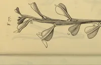 An illustration from Anatome plantarum. Cui subjungjungitur appendix, iteratas & auctas ejusdem authoris de ovo incubato observationes continens. Regiae societati, Londini ad scientan naturalem promovendam institutae, dicata (1675)