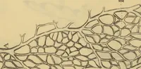 An illustration from Anatome plantarum. Cui subjungjungitur appendix, iteratas & auctas ejusdem authoris de ovo incubato observationes continens. Regiae societati, Londini ad scientan naturalem promovendam institutae, dicata (1675)