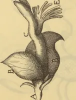 An illustration from Anatome plantarum. Cui subjungjungitur appendix, iteratas & auctas ejusdem authoris de ovo incubato observationes continens. Regiae societati, Londini ad scientan naturalem promovendam institutae, dicata (1675)